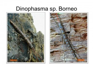 Dinophasma sp. Borneo